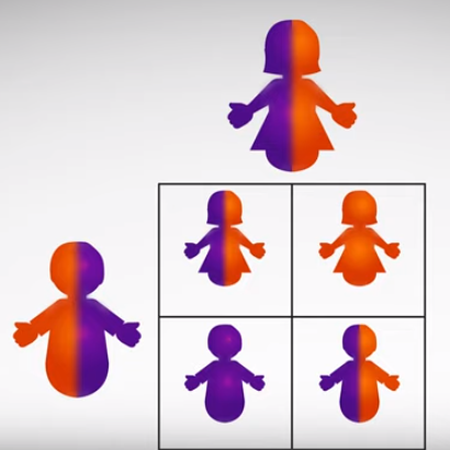Chromosomal traits illustrated