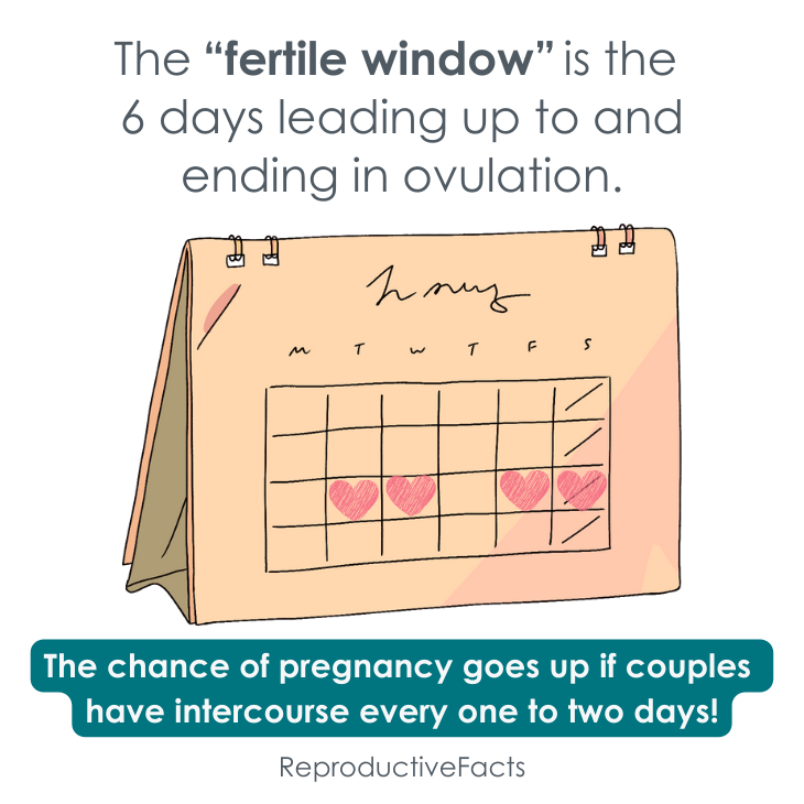 When are a woman´s fertile days?