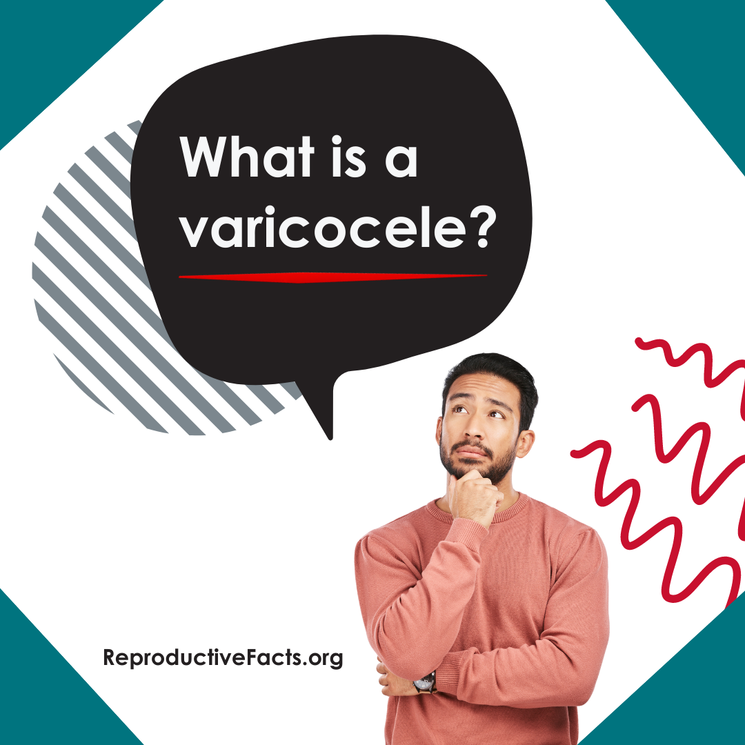 what is Varicocele